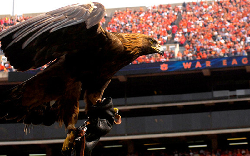 Eagle at football stadium
